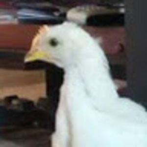 Meet your Posher, Alan